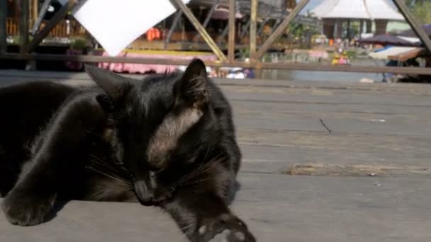 Gato negro descansando y lamiendo acostado en el muelle de madera en el mercado flotante de Pattaya. Tailandia — Vídeo de stock