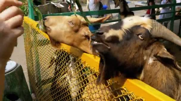 Vrouw voedt geiten in de Pen in het Khao Kheow Open Zoo. Thailand. — Stockvideo