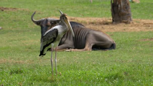 Afrikanische Savanne im khao kheow offenen Zoo. Thailand — Stockvideo