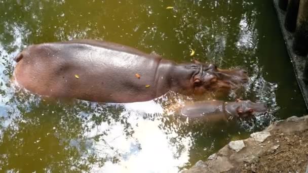 两个河马在考 Kheow 露天动物园的池塘里游泳。泰国. — 图库视频影像