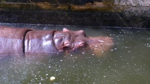 Бегемот плавает в пруду в открытом зоопарке Кхао Кхео. Таиланд . — стоковое видео