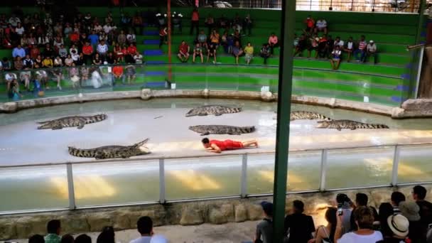 Spectacle de crocodiles. Entraîneur d'animaux et crocodiles dans l'arène. Thaïlande. Asie — Video