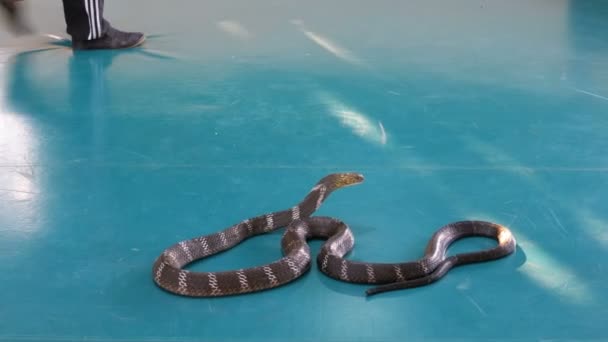 "Snake Show". Snake Handler mostra truques com cobras venenosas. Tailândia — Vídeo de Stock