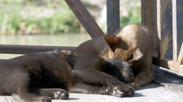 Dos gatos se juegan uno con el otro acostados en un muelle de madera en el mercado flotante de Pattaya. Tailandia — Vídeos de Stock