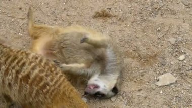 Oynak fundalıklardır grup birbirleriyle oynamak. Tayland