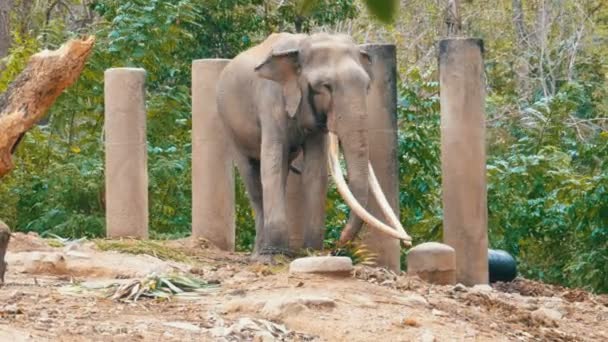 Elefante africano con colmillos en la selva encadenados por la pierna al pilar en Zoo. Tailandia — Vídeo de stock
