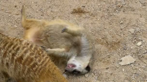 Grupo de Meerkats juguetones juegan entre sí. Tailandia — Vídeo de stock