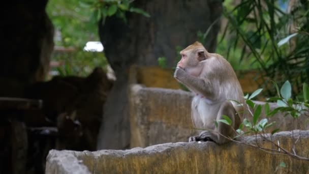 猴子在丛林里吃食物。泰国 — 图库视频影像