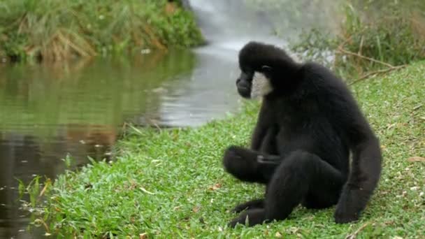 White Cheeked Gibbon sits on a meadow by a pond or river at the Khao Kheow Zoo. Thailand. Slow Motion — Stock Video
