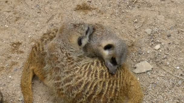 กลุ่มของ Meerkats เล่นกับแต่ละอื่น ๆ ประเทศไทย — วีดีโอสต็อก