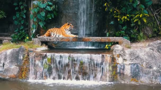 Den Tiger ligger på berget nära vattenfallet. Thailand — Stockvideo