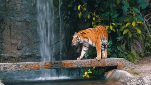 The Tiger walks on the Rock near the Waterfall. Thailand — Stock Video