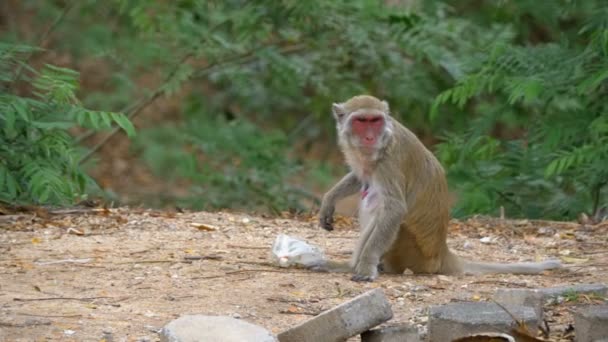 Um macaco e um saco de lixo plástico na selva. Tailândia. Movimento lento — Vídeo de Stock