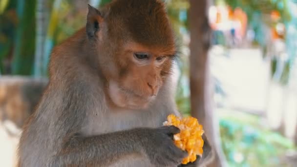 Mono comiendo maíz en la selva. Tailandia — Vídeo de stock