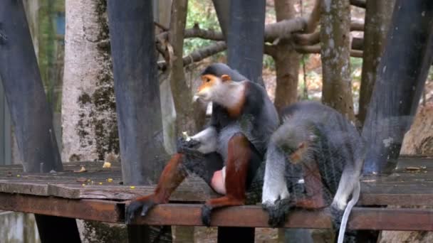 Macaco com cara amarela no Khao Kheow Open Zoo. Tailândia — Vídeo de Stock