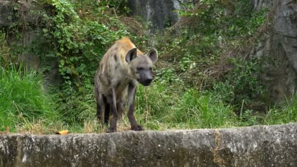 Hiena en la naturaleza mira a su alrededor. Khao Kheow Open Zoo. Tailandia — Vídeos de Stock