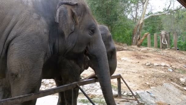 Elefantes en el corral del zoológico abierto de Khao Kheow. Tailandia . — Vídeo de stock