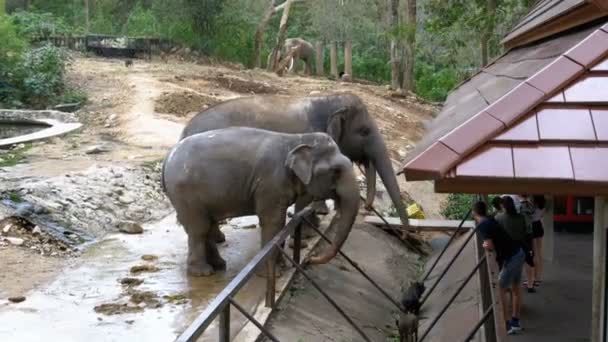 Dos elefantes en el corral del zoológico abierto de Khao Kheow. Tailandia — Vídeo de stock