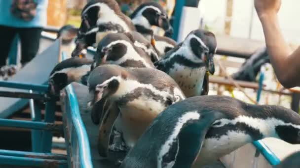 Пингвины в клетке и руки туристов в зоопарке Khao Kheow Open. Таиланд — стоковое видео