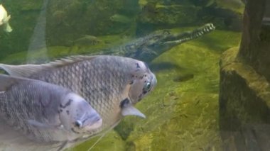 Bir akvaryum Khao Kheow aç hayvanat bahçesindeki bir timsah ile büyük balık yüzme. Tayland