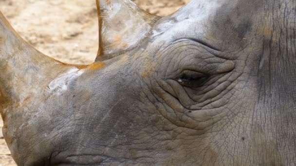 El rinoceronte se encuentra en el suelo en el zoológico abierto de Khao Kheow. Tailandia — Vídeos de Stock