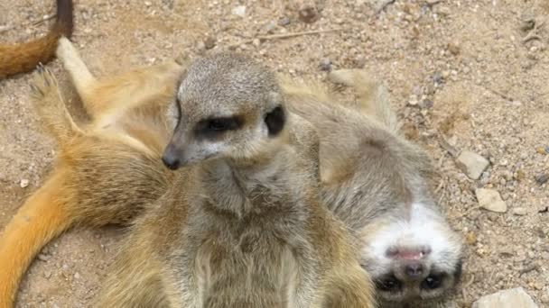 Group of playful Meerkats play with each other. Thailand — Stock Video