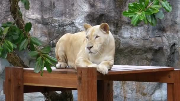Tiger ligger på ett träbord i Khao Kheow Open Zoo. Thailand — Stockvideo