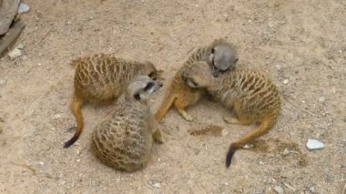Oynak fundalıklardır grup birbirleriyle oynamak. Tayland