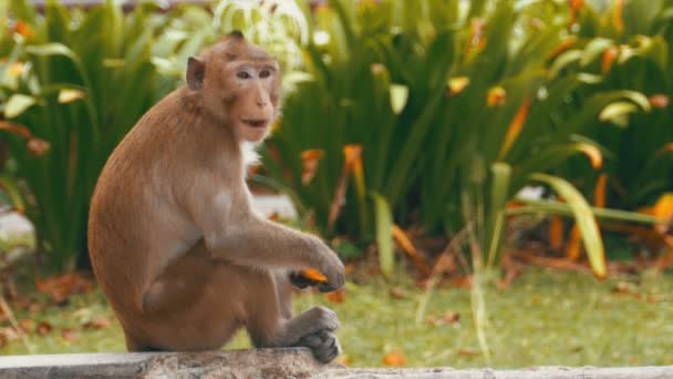 地上ではカオ Kheow オープン動物園で食品を食べて座っている猿。タイ — ストック動画