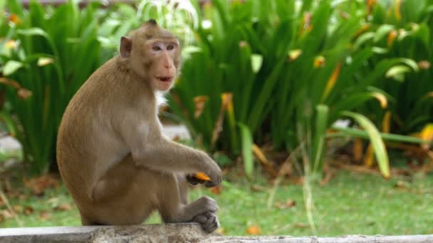 Macaco sentado no chão a comer comida no Khao Kheow Open Zoo. Tailândia — Vídeo de Stock