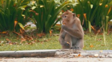 Maymun Khao Kheow aç hayvanat bahçesinde yemek yeme yerde oturuyor. Tayland