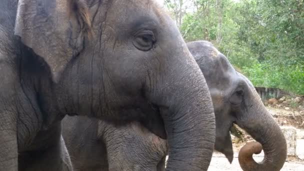 Dos elefantes en el corral del zoológico abierto de Khao Kheow. Tailandia — Vídeos de Stock