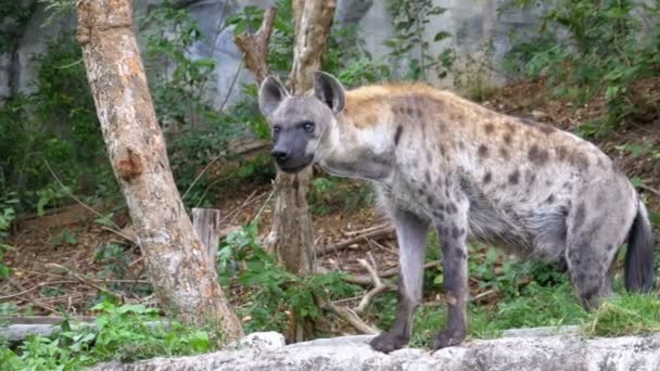 Hiena en la naturaleza mira a su alrededor. Khao Kheow Open Zoo. Tailandia — Vídeo de stock