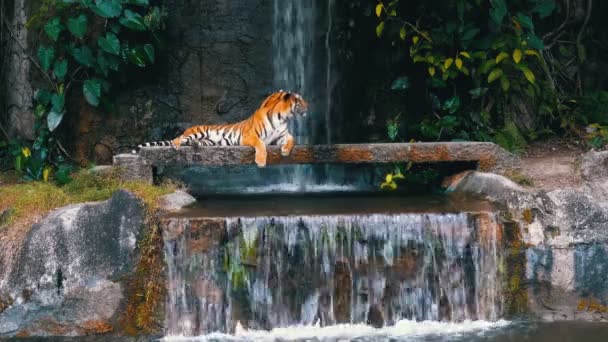 El tigre yace en la roca cerca de la cascada. Tailandia — Vídeos de Stock