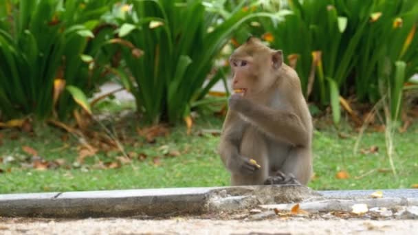 Mono sentado en el suelo comiendo comida en el zoológico abierto Khao Kheow. Tailandia — Vídeos de Stock