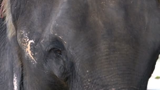 Museau d'un éléphant gros plan en mangeant. Texture de la peau, des yeux et des oreilles. Thaïlande 