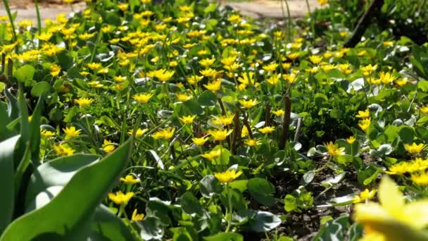 Ranunculus Ficaria Floreciendo en Primavera de Europa — Vídeos de Stock