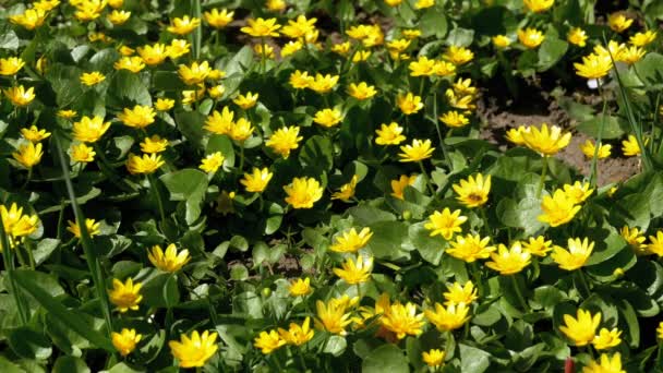 Ranunculus Ficaria kvetoucí časně jarní den na louce — Stock video