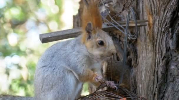Röda ekorren äter muttern som sitter på en trädstam — Stockvideo