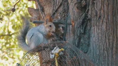 Kızıl sincap fındık bir ağaç gövdesinde oturarak yemek