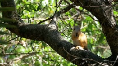 Kızıl sincap fındık bir ağaç gövdesinde oturarak yeme. Ağır çekim