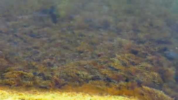 Algas amarelas estão balançando nas ondas no mar negro — Vídeo de Stock