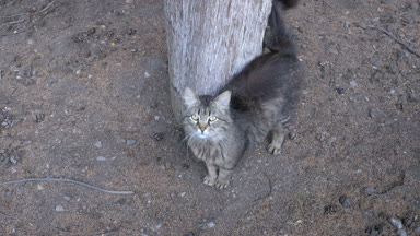 Yakınındaki bir ağaç parkta yürüyüş evsiz Gri kedi