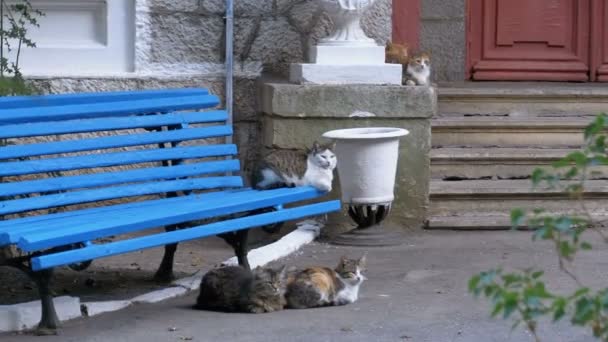 Wiele bezpańskich kotów siedzi obok na ławce w parku — Wideo stockowe