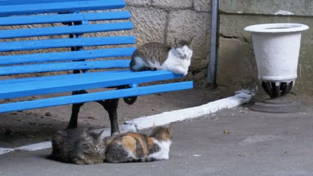 Viele streunende Katzen sitzen neben einer Bank im Park — Stockvideo