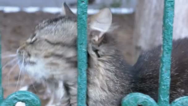 Evsiz bir gri kedi çit ve sinekler dışarıda parkta yürüyor — Stok video