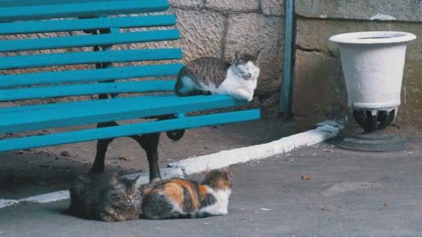Muchos gatos callejeros sentados cerca de un banco en el parque — Vídeo de stock