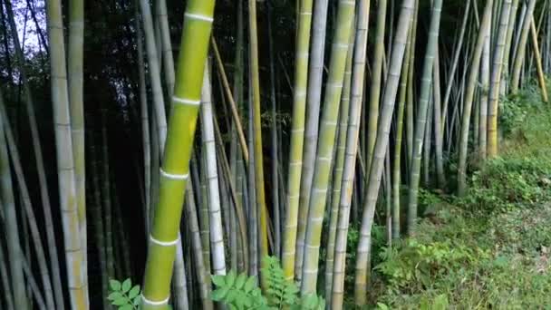 Bambuszliget. Magas szárú zöld bambusz növekszik egzotikus erdőben. — Stock videók