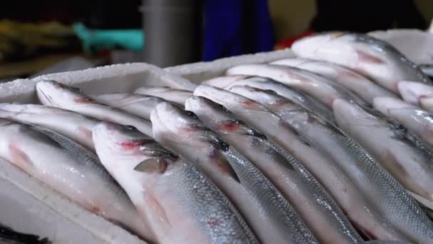 Pescado marino fresco en hielo vendido en el escaparate del mercado callejero de mariscos . — Vídeo de stock