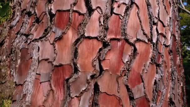 Textura de casca de pinheiro em tronco na floresta. Pinus Pinaster. Casca de Pinheiro à beira-mar . — Vídeo de Stock